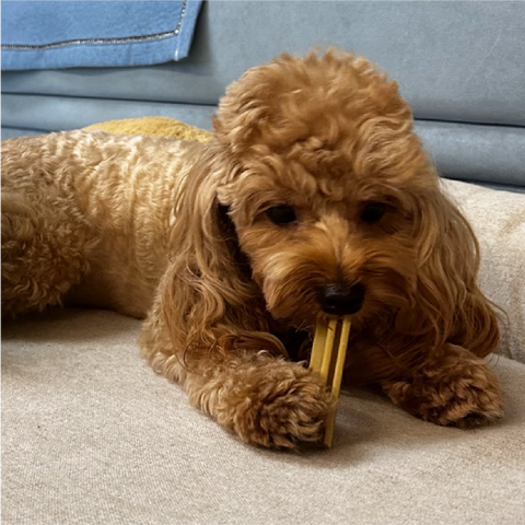 Fresh breath & plaque care