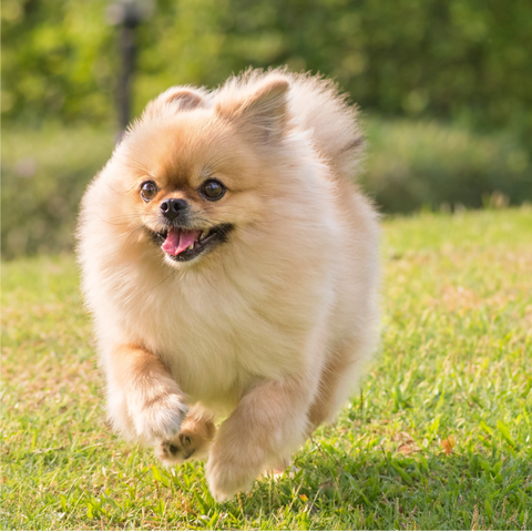 Supports digestion & immunity