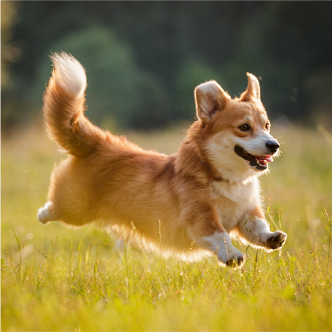 Fortified with Wellness Boosters