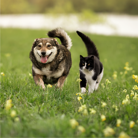 Powerful Active Ingredients