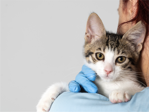 Clean, vet-formulated ingredients