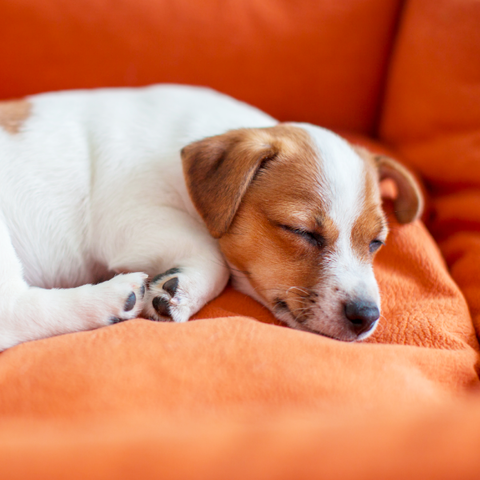 No Lactose, No Sugar