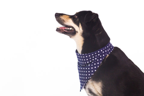 Everyday Wellness Made Simple