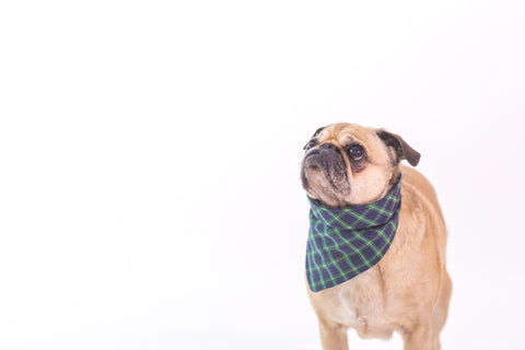 Vet-formulated. Real protein. Daily wellness.